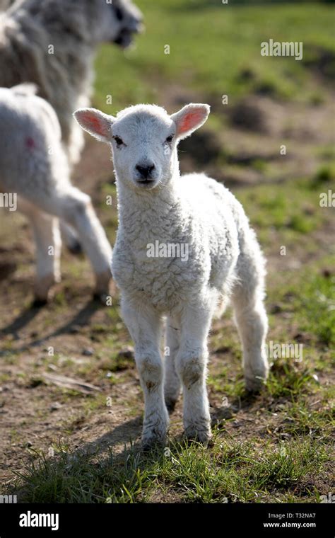 Lamb Chops Lamb Leg Hi Res Stock Photography And Images Alamy