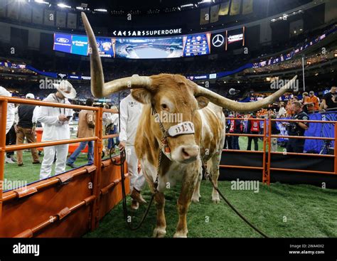 New Orleans United States 02nd Jan 2024 Texas Longhorn Mascot Bevo