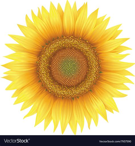 Flower sunflower with leaves Royalty Free Vector Image