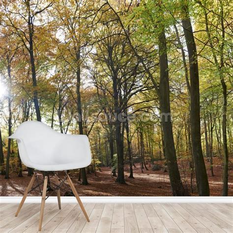 Autumn Woodland Wallpaper | Wallsauce UK