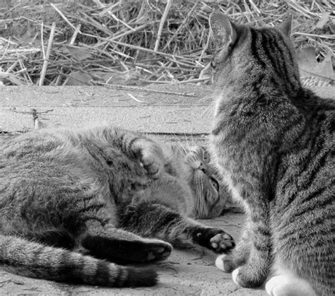 Playful Kitties Photograph By Amy Chesnut Fine Art America