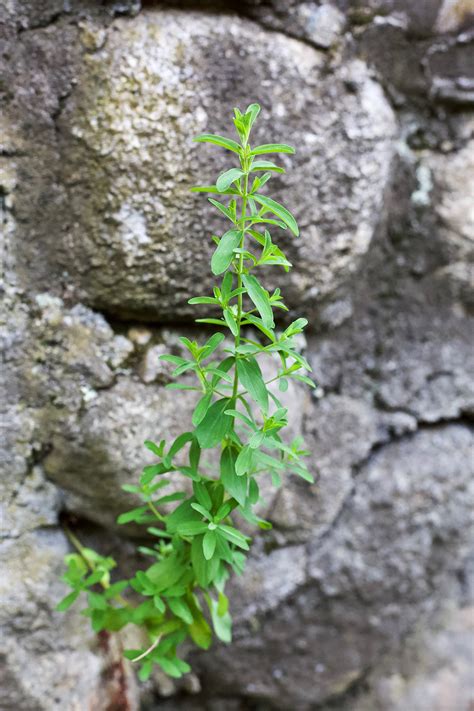 How To Identify And Forage St. John's Wort | Herbal Academy