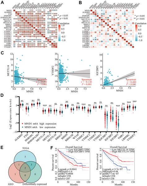 Mnd1 Functions As A Potential Prognostic Biomarker Associated With Cell Cycle And Immune