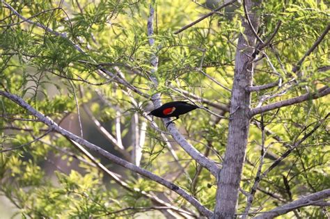 Premium Photo Male Red Winged Blackbird Agelaius Phoeniceus Perches