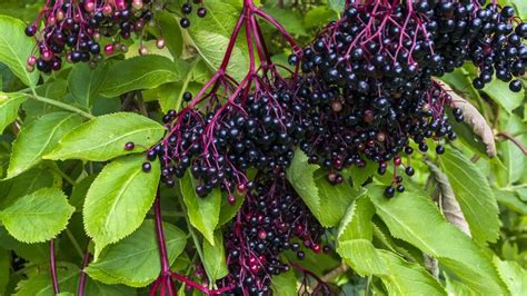 Black Elderberry Plant Britannica