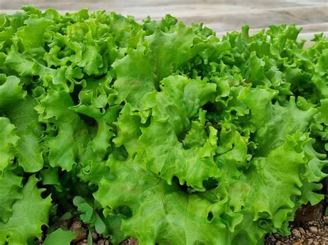 Batavia Lettuce Mila Food