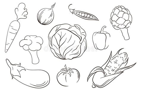 Vector Vegetables Set In Line Art Style Collection Of Vegetables Line