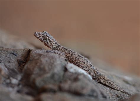 Broad Tailed Gecko Phyllurus Platurus 11 Sydney Nsw Flickr