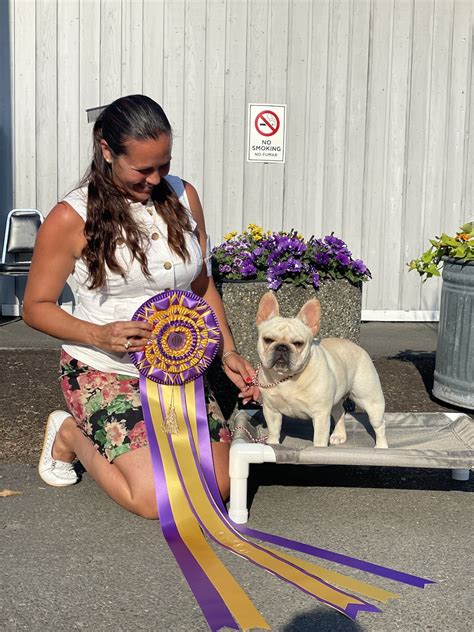 French Bulldog Club Of Puget Sound Friday July 7 2023 Canine