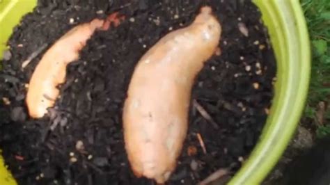 How To Start Sweet Potato Roots And Slips Step 3 Youtube