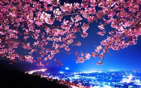 Anime Night Wallpaper Cherry Blossom Tree - Cherry Blossom Anime ...