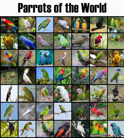 Parrots of the World by Uranimated18 on DeviantArt