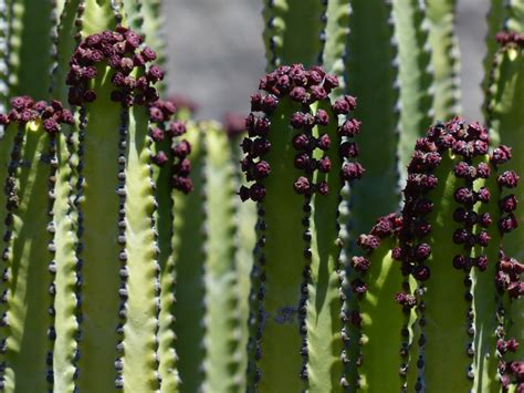 Fotos gratis cactus flor verde botánica jardín flora Euforia