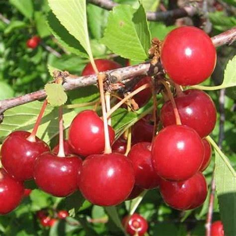 Вишня - Плодовые - Каталог - Pitomnik-Kolos.ru