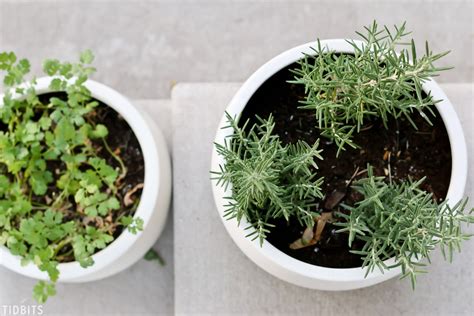 Must Know Tips For Container Herb Gardening Tidbits