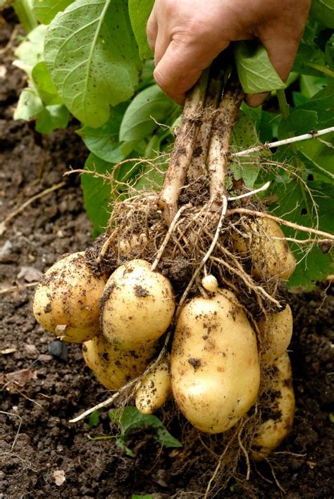 Pomme De Terre Semer Et Planter Pagesjaunes