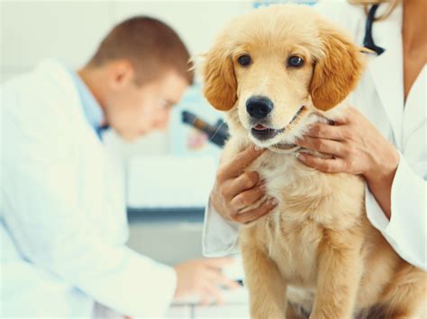 Are Cancerous Tumors In Dogs Hard Or Soft