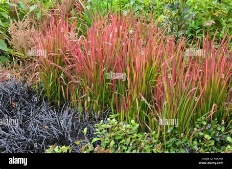 Japanese Blood Grass Imperata Cylindrica Red Baron Syn Imperata