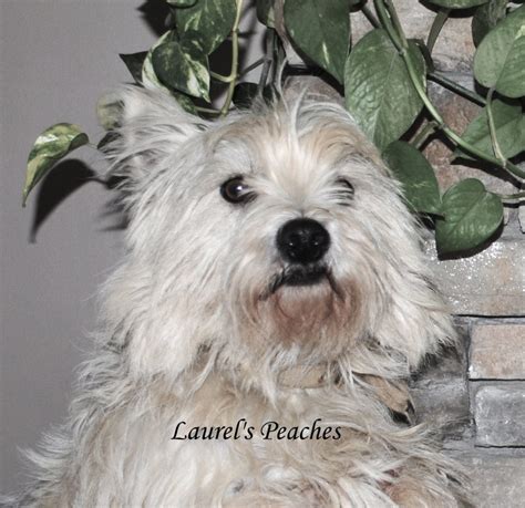 Adult West Highland White Terrier For Sale Illinois Dreamcatcher