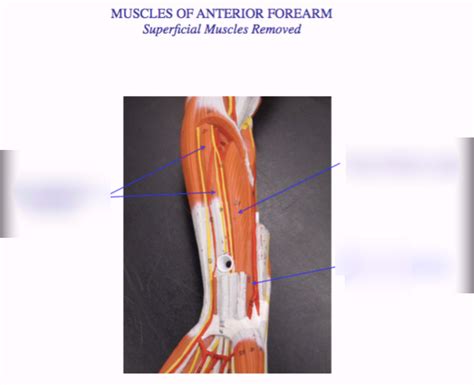 Muscles of anterior forearm Diagram | Quizlet