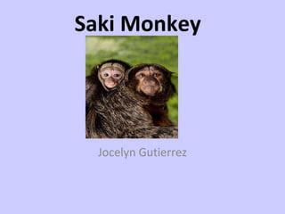 Jocelyn Saki Monkey PPT