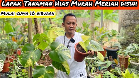 LAPAK TANAMAN HIAS MURAH MERIAH DISINI MULAI CUMA 10 Ribuaan YouTube