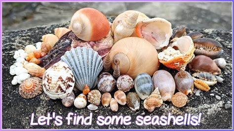 Finding Seashells At Low Tide Orange Gyre Triton Virtual Shelling