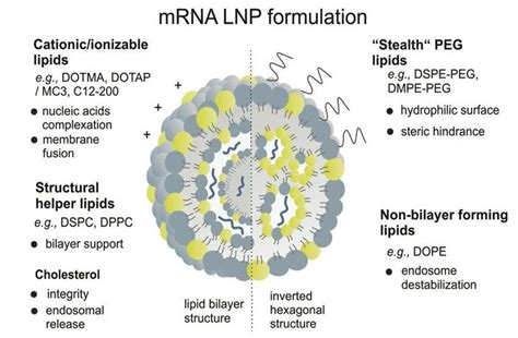 Schematic Representation Of Mrna Lipid Nanoparticles Reproduced From