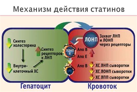 Статины для пожилых людей: самые эффективные и безопасные