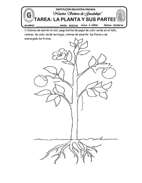 Dibujo De La Planta Y Sus Partes Para 19 Partes De Una Planta Para Porn Sex Picture