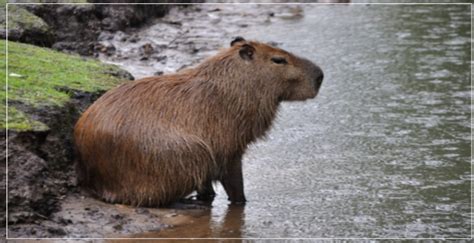 What Do Capybaras Smell Like Answered