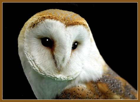 Barn owl close up-1 | Barn owl, Owl, Owl pictures