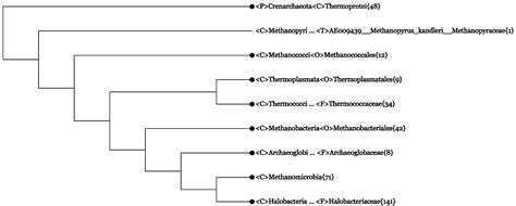 Thermococcus Litoralis Archaebacteria