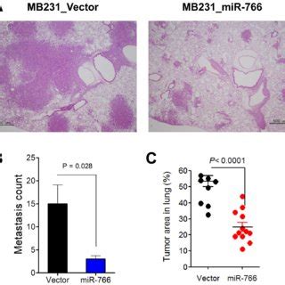 Reduced Lung Metastasis In Mir Overexpressed Breast Cancer Cells