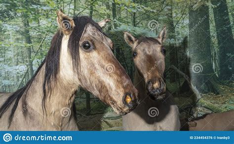 Stuffed Two Extinct Tarpan Horses. the Ancestors of Modern Horses in ...