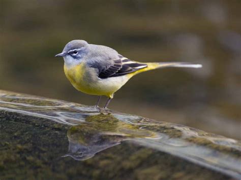 The Grey Wagtail Identification Habitat & Migration - Yellow Wagtail Vs ...