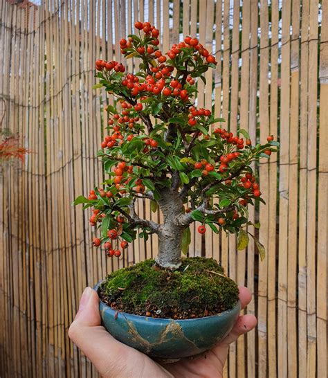 10000 Best R Bonsai Images On Pholder Cedar Elm At The National Bonsai And Penjing Museum