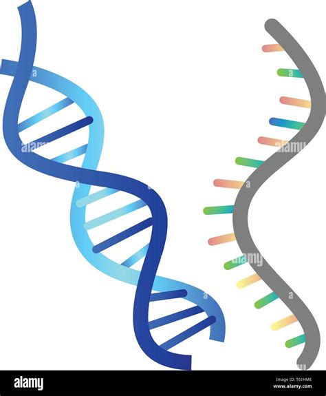 Dna Rna Stock Vector Images Alamy