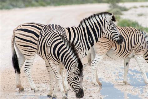 languages  namibia discover africa safaris