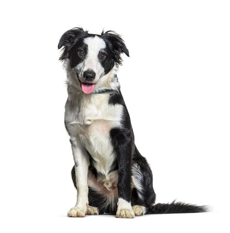 How Much Should My 6 Month Old Border Collie Puppy Weigh