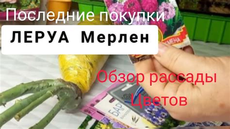 Рассада цветов.Обзор.Последние покупки из Леруа Мерлен. - YouTube
