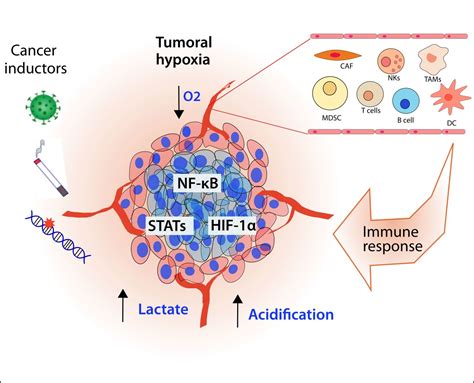 Cancers Free Full Text Hypoxia As A Modulator Of Inflammation And Immune Response In Cancer