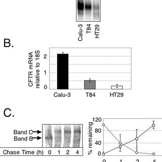 CFTR Expression And Maturation In T84 Cells CFTR Protein A And MRNA