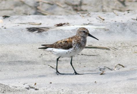 Western Sandpipers