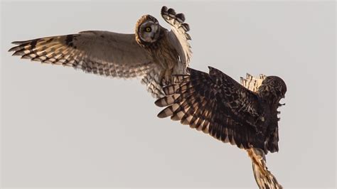 Mid-air fight between owl and hawk caught on camera in Skagit County ...