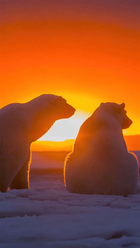 Dos Osos Polares Viendo El Atardecer Fondo De Pantalla 4k Hd Id7223