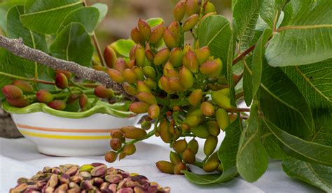 Pistacchio Di Bronte Propriet Benefici E Ricette Estive