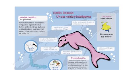 Infografia Del Delfin Rosado