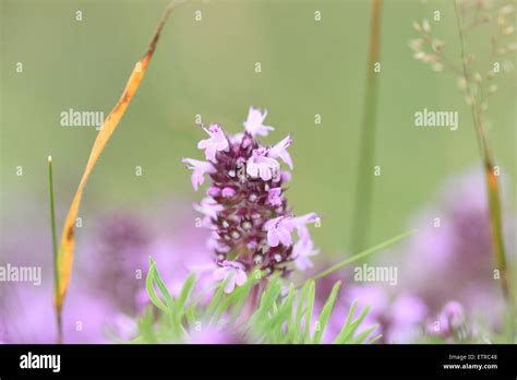 broad-leaved thyme, Thymus pulegioides, blossom Stock Photo - Alamy