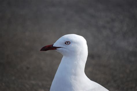 Seagull Posing Free Stock Photo Public Domain Pictures